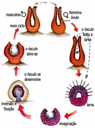 Filo Porífera