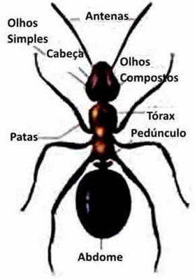 Formigas