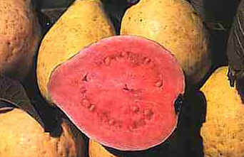 Goiaba