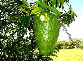 Graviola Graviola