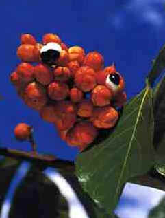 Guaraná