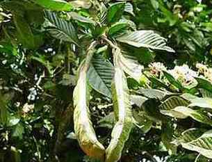 Ingá