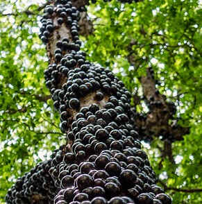 Jabuticaba Jabuticaba