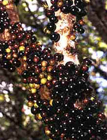 Jabuticaba Jabuticaba