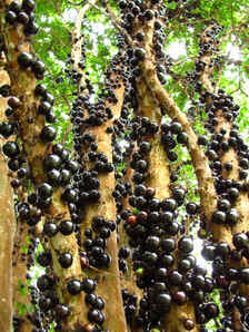 Jabuticaba Jabuticaba
