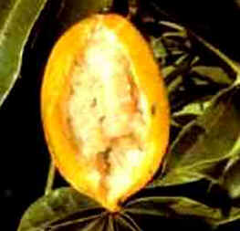 Jaracatiá Jaracatiá