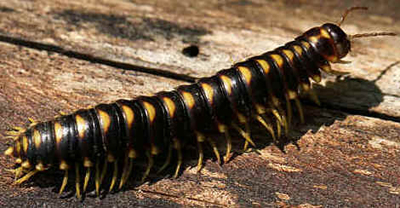 Lacraias