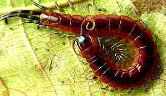 Lacraias