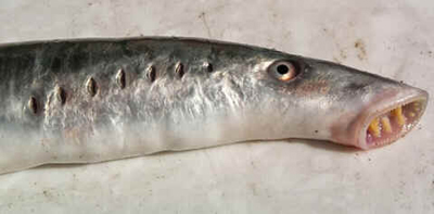 Lampréia