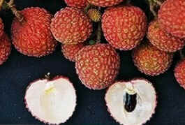 Lichia