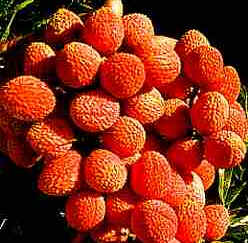 Lichia