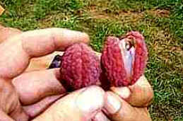 Lichia