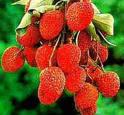 Lichia