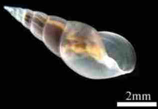Lírio do Mar Lírio do Mar