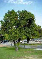 Laranja Laranja