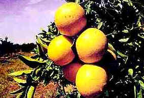 Laranja Laranja