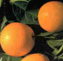 Laranja Laranja