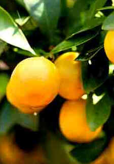 Laranja Laranja