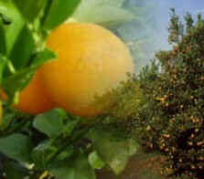 Laranja Laranja