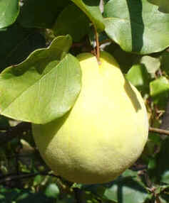 Marmelo