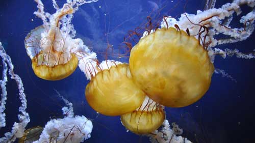 Medusas