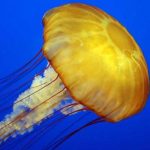 Medusas