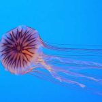 Medusas