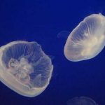 Medusas