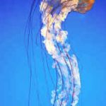 Medusas