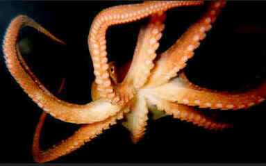 Moluscos Moluscos
