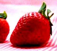 Morango