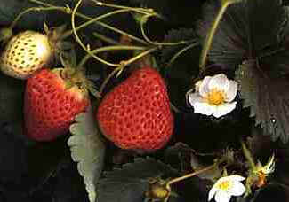 Morango