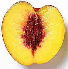 Nectarina Nectarina