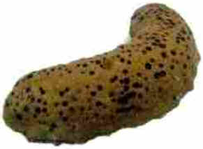 Pepino do Mar Pepino do Mar