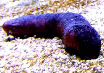 Pepino do Mar Pepino do Mar