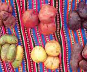 Culinária Peruana Culinária Peruana