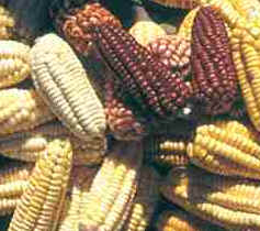 Culinária Peruana Culinária Peruana