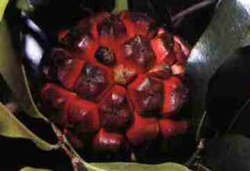 Pindaíba