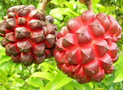 Pindaíba