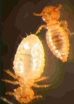 Piolho