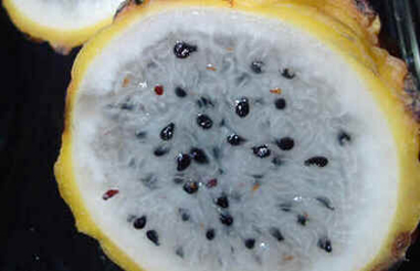 Pitaia Pitaia