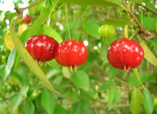 Pitanga