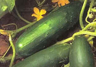 Pepino