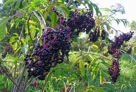 Sabugueiro