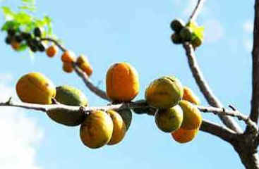Siriguela
