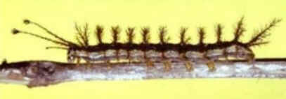 Taturanas