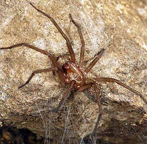 Tipos de Aranha