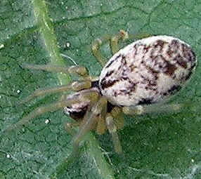 Tipos de Aranha