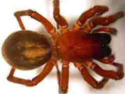 Tipos de Aranha