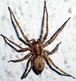 Tipos de Aranha